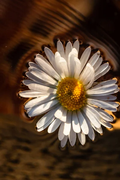 Makroaufnahme Eines Weißen Gänseblümchens Bellis Perennis Isoliert Auf Dem Wasser — Stockfoto