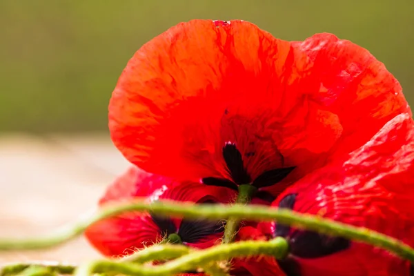 Close Flores Vermelhas Papoula Selvagem Luz Solar Com Foco Seletivo — Fotografia de Stock