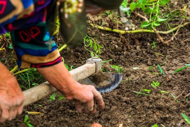 Bahçede çapayla patates toplayıp kazımak. Kirli ve buruşuk elleriyle organik patatesleri kazıyor. .