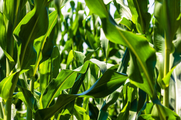 Sun lights over a green corn field growing, detail of green corn on agricultural field.