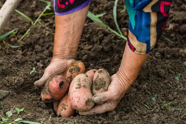 Dirty hard worked and wrinkled hands holding fresh organic potatoes. Old woman holding harvested potatoes in hands.