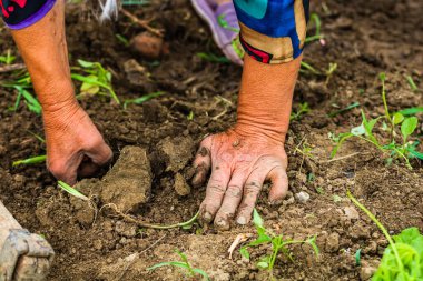 Bahçede çapayla patates toplayıp kazımak. Kirli ve buruşuk elleriyle organik patatesleri kazıyor. .