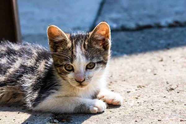 かわいい子猫のクローズアップ 座っているか庭で屋外で遊んで — ストック写真