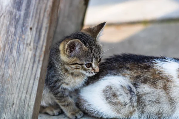 Nahaufnahme Von Niedlichen Kleinen Kätzchen Die Garten Sitzen Oder Spielen — Stockfoto