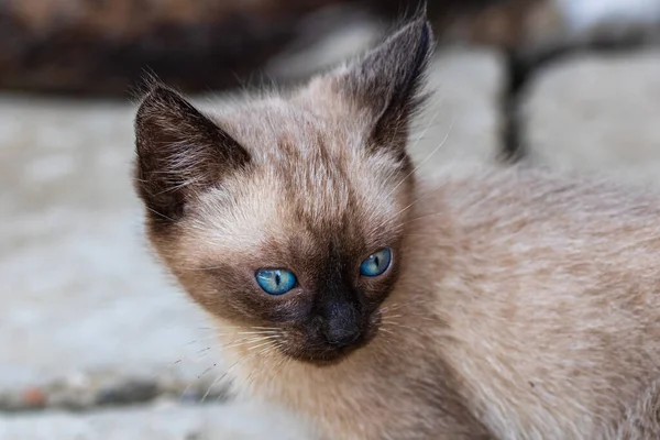 遊び心のある小さな猫のクローズアップ 美しい青い目の小さな茶色の日焼け子猫 — ストック写真