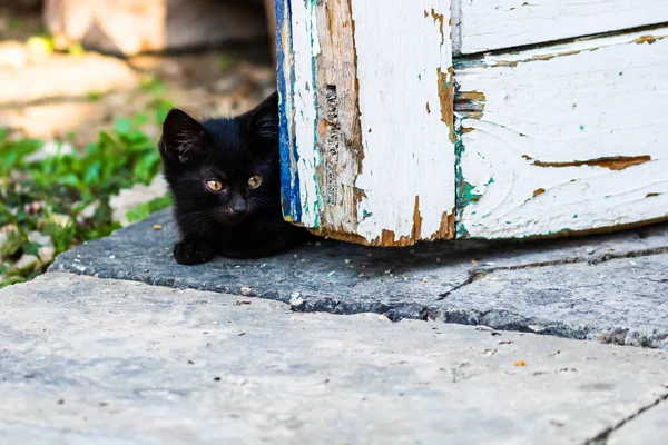 かわいい子猫のクローズアップ 座っているか庭で屋外で遊んで — ストック写真