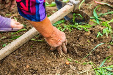 Bahçede çapayla patates toplayıp kazımak. Kirli ve buruşuk elleriyle organik patatesleri kazıyor. .