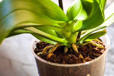 Çiçek saksısında falanopsis orkidesinin genç ve sağlıklı kökleri. Organ nakli, bahçe işleri, bitki bakımı konsepti..