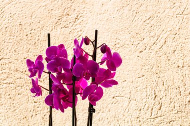 Güzel narin Phalaenopsis orkide çiçekleri, detaylar ve yakın çekim fotoğrafı..