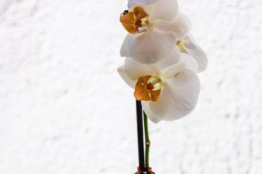 Güzel narin Phalaenopsis orkide çiçekleri, detaylar ve yakın çekim fotoğrafı..