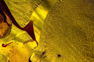 Su yüzeyinde yağ damlaları ve dalgaları olan soyut renkli arkaplan. Soyut arkaplan kavramı