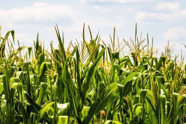Yeşil mısır tarlasında büyüyen güneş ışığı, tarımda yetişen yeşil mısırın ayrıntıları.