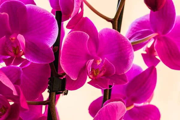 Bellissimi Delicati Fiori Orchidea Phalaenopsis Dettaglio Foto Vicino — Foto Stock