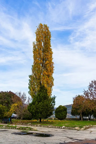 Herfstseizoen Met Gevallen Bladeren Herfst Kleurrijke Park Steeg Kleurrijke Bomen — Stockfoto