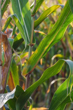 Mısır tarlası. Fırın ve un üretimi için mısır gevrekleri