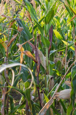 Mısır tarlası. Fırın ve un üretimi için mısır gevrekleri