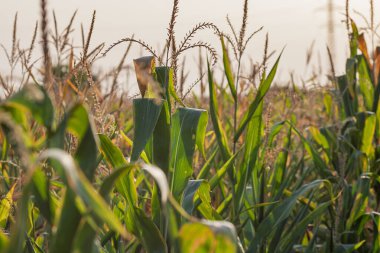 Mısır tarlası. Fırın ve un üretimi için mısır gevrekleri