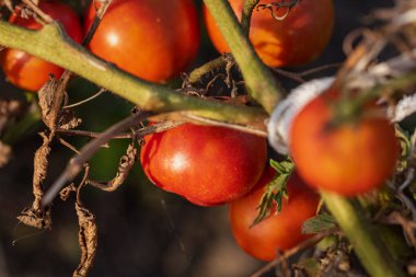 Bir serada sarmaşıktan sarkan olgun domates. Gün batımında domateslerin sağlıklı büyümesi