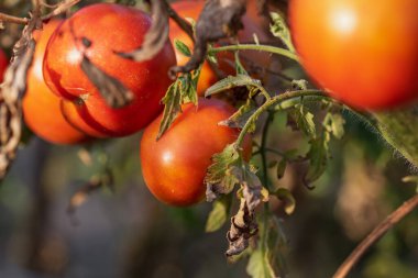 Bir serada sarmaşıktan sarkan olgun domates. Gün batımında domateslerin sağlıklı büyümesi