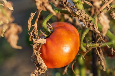 Bir serada sarmaşıktan sarkan olgun domates. Gün batımında domateslerin sağlıklı büyümesi