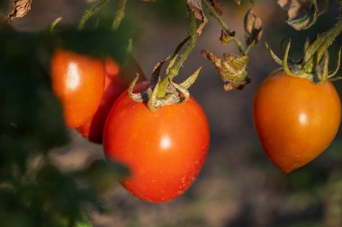 Bir serada sarmaşıktan sarkan olgun domates. Gün batımında domateslerin sağlıklı büyümesi
