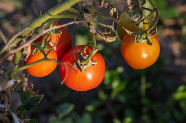 Bir serada sarmaşıktan sarkan olgun domates. Gün batımında domateslerin sağlıklı büyümesi