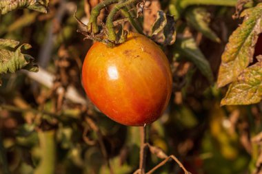 Bir serada sarmaşıktan sarkan olgun domates. Gün batımında domateslerin sağlıklı büyümesi