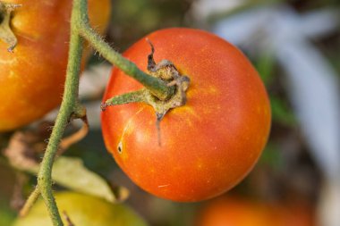 Bir serada sarmaşıktan sarkan olgun domates. Gün batımında domateslerin sağlıklı büyümesi