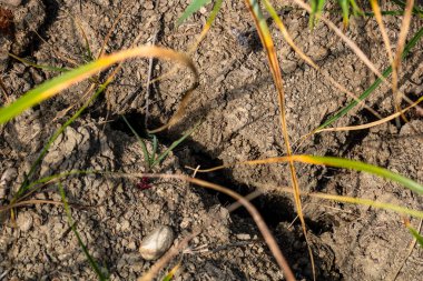 Küresel ısınma, yazın kuraklık. Kuru toprak arkaplanının koyu toprak dokusu yakın plan