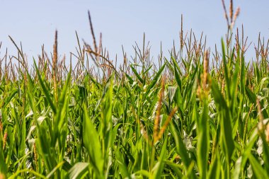 Mısır tarlası. Fırın ve un üretimi için mısır gevrekleri