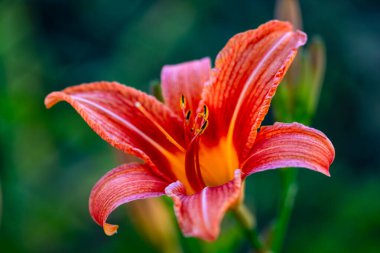Yeşil bahçenin arka planında güzel bir zambak çiçeği. Bahçedeki Lily çiçekleri. Yaz çiçekli arka plan