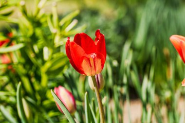 İlkbahar ve yaz doğa sahnesi çiçek açan lalelerle