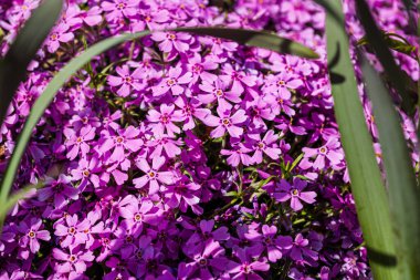 Bahar ve yaz doğa sahnesi çiçek açan feniks paniklemesi, yaygın olarak phlox çiçeği olarak bilinir