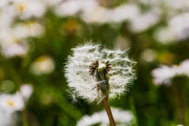 Bahar ve yaz doğa sahnesi çiçek açan taraxacum, yaygın olarak karahindiba olarak bilinir.