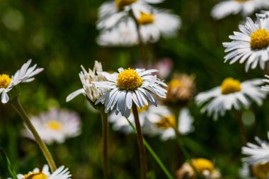 Bahar ve yaz doğa sahnesi çiçek açan bellis perennis, yaygın olarak beyaz papatya olarak bilinir.