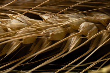 Buğday detayı. Fırın için mısır gevreği, un üretimi