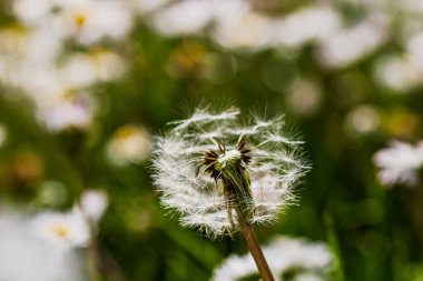 Bahar ve yaz doğa sahnesi çiçek açan taraxacum, yaygın olarak karahindiba olarak bilinir.