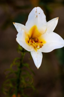 Yeşil bahçenin arka planında güzel bir zambak çiçeği. Bahçedeki Lily çiçekleri. Yaz çiçekli arka plan