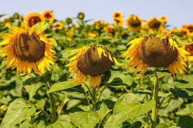 Ayçiçeği tarlası. Tarım, ayçekirdeği büyüyen kavram. Kırsalda çiçek açan ayçiçeği tarlası. Tarım endüstrisi