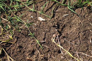 Küresel ısınma, yazın kuraklık. Kuru toprak arkaplanının koyu toprak dokusu yakın plan