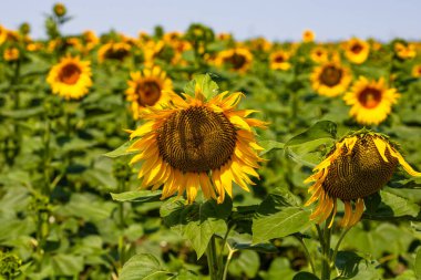 Ayçiçeği tarlası. Tarım, ayçekirdeği büyüyen kavram. Kırsalda çiçek açan ayçiçeği tarlası. Tarım endüstrisi