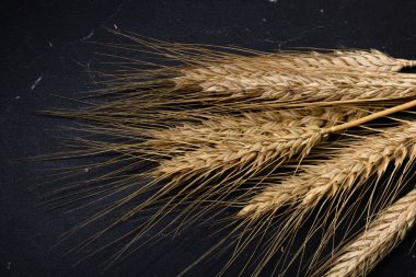 Buğday detayı. Fırın için mısır gevreği, un üretimi