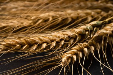 Buğday detayı. Fırın için mısır gevreği, un üretimi