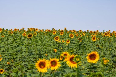 Ayçiçeği tarlası. Tarım, ayçekirdeği büyüyen kavram. Kırsalda çiçek açan ayçiçeği tarlası. Tarım endüstrisi