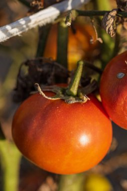 Bir serada sarmaşıktan sarkan olgun domates. Gün batımında domateslerin sağlıklı büyümesi