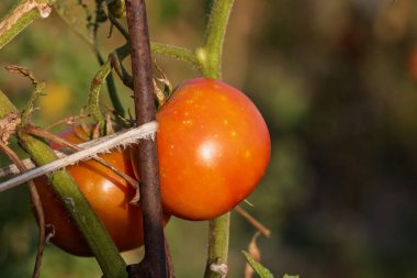 Bir serada sarmaşıktan sarkan olgun domates. Gün batımında domateslerin sağlıklı büyümesi