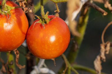 Bir serada sarmaşıktan sarkan olgun domates. Gün batımında domateslerin sağlıklı büyümesi