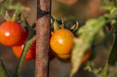 Bir serada sarmaşıktan sarkan olgun domates. Gün batımında domateslerin sağlıklı büyümesi