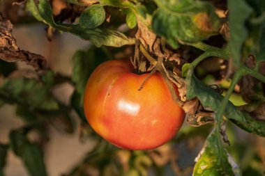 Bir serada sarmaşıktan sarkan olgun domates. Gün batımında domateslerin sağlıklı büyümesi