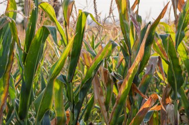 Mısır tarlası. Fırın ve un üretimi için mısır gevrekleri